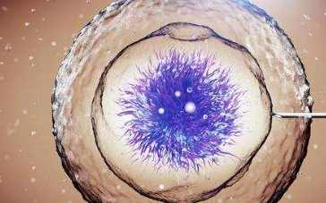 女性有染色体罗氏易位在建瓯市做试管养囊成功率高吗？试管移植后需要保胎吗！